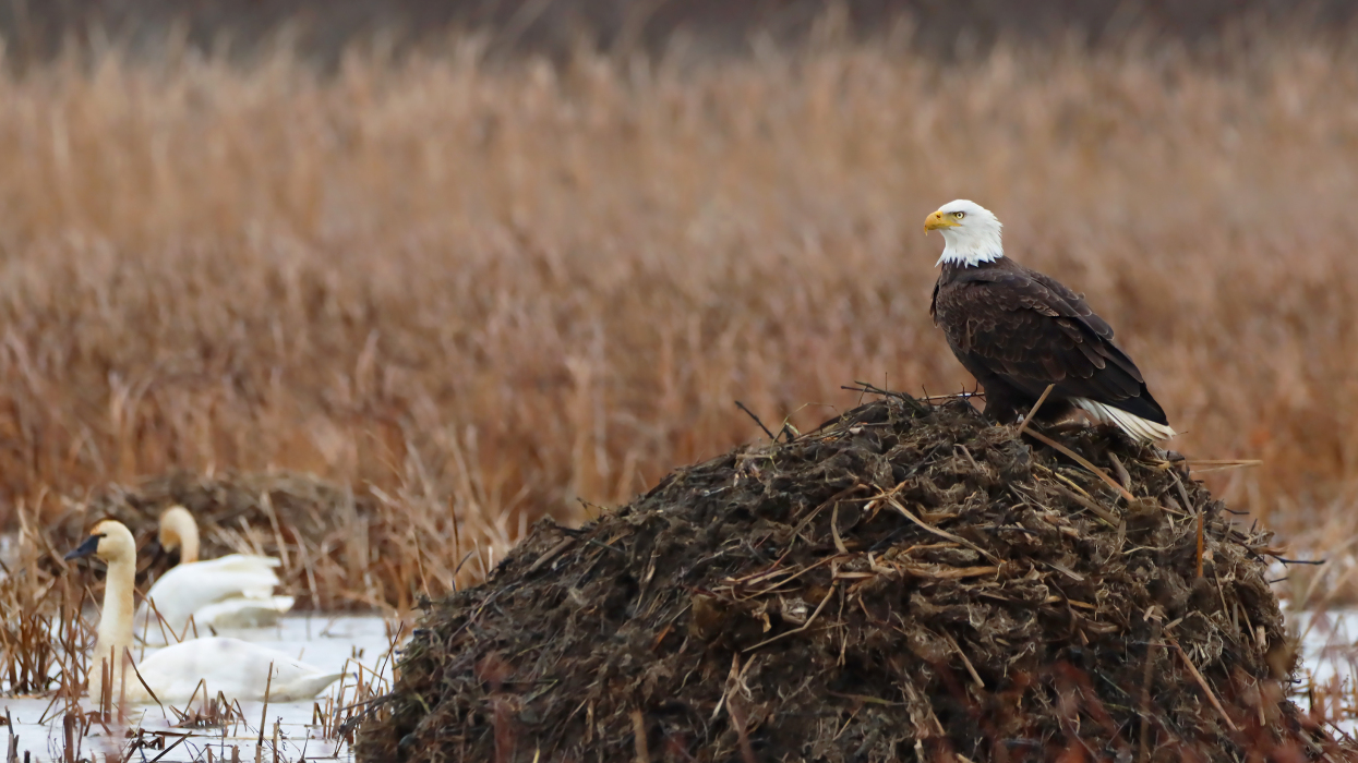 Bald eagle on a snag